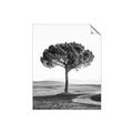 Picture of The Only Tree _GroupedProduct_Rectangle_Portrait_Photography _GroupedProduct_Rectangle_Portrait_Unframed_Print_Only_