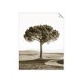 Picture of The Only Tree _GroupedProduct_Rectangle_Portrait_Photography _GroupedProduct_Rectangle_Portrait_Unframed_Print_Only_