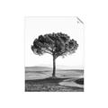 Picture of The Only Tree _GroupedProduct_Rectangle_Portrait_Photography _GroupedProduct_Rectangle_Portrait_Unframed_Print_Only_