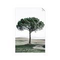 Picture of The Only Tree _GroupedProduct_Rectangle_Portrait_Photography _GroupedProduct_Rectangle_Portrait_Unframed_Print_Only_