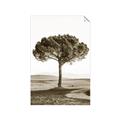 Picture of The Only Tree _GroupedProduct_Rectangle_Portrait_Photography _GroupedProduct_Rectangle_Portrait_Unframed_Print_Only_