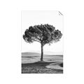 Picture of The Only Tree _GroupedProduct_Rectangle_Portrait_Photography _GroupedProduct_Rectangle_Portrait_Unframed_Print_Only_