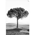 Picture of The Only Tree _GroupedProduct_Rectangle_Portrait_Photography _GroupedProduct_Rectangle_Portrait_Unframed_Print_Only_