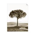 Picture of The Only Tree _GroupedProduct_Rectangle_Portrait_Photography _GroupedProduct_Rectangle_Portrait_Unframed_Print_Only_