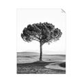 Picture of The Only Tree _GroupedProduct_Rectangle_Portrait_Photography _GroupedProduct_Rectangle_Portrait_Unframed_Print_Only_