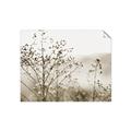 Picture of Neutral Grasses _GroupedProduct_Rectangle_Landscape_Photography _GroupedProduct_Rectangle_Landscape_Unframed_Print_Only_