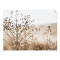 Picture of Neutral Grasses _GroupedProduct_Rectangle_Landscape_Photography _GroupedProduct_Rectangle_Landscape_Unframed_Print_Only_