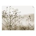 Picture of Neutral Grasses _GroupedProduct_Rectangle_Landscape_Photography _GroupedProduct_Rectangle_Landscape_Unframed_Print_Only_