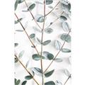 Picture of Eucalyptus Vine _GroupedProduct_Rectangle_Portrait_Photography _GroupedProduct_Rectangle_Portrait_Unframed_Print_Only_
