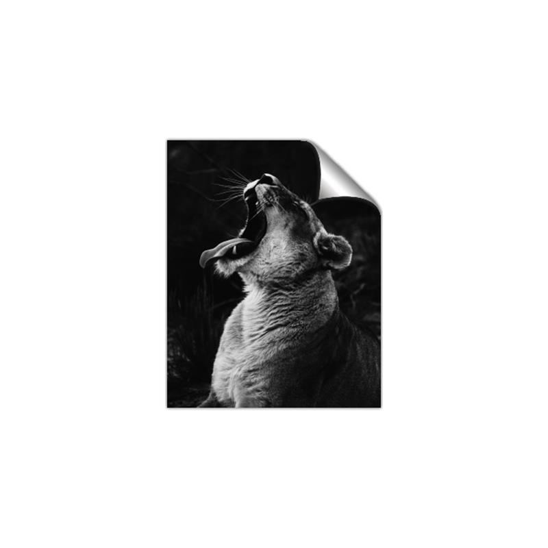 Picture of Yawning lion _GroupedProduct_Rectangle_Portrait_Photography _GroupedProduct_Rectangle_Portrait_Unframed_Print_Only_