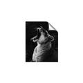 Picture of Yawning lion _GroupedProduct_Rectangle_Portrait_Photography _GroupedProduct_Rectangle_Portrait_Unframed_Print_Only_