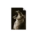 Picture of Yawning lion _GroupedProduct_Rectangle_Portrait_Photography _GroupedProduct_Rectangle_Portrait_Unframed_Print_Only_