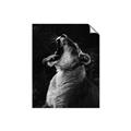 Picture of Yawning lion _GroupedProduct_Rectangle_Portrait_Photography _GroupedProduct_Rectangle_Portrait_Unframed_Print_Only_