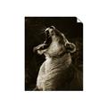 Picture of Yawning lion _GroupedProduct_Rectangle_Portrait_Photography _GroupedProduct_Rectangle_Portrait_Unframed_Print_Only_