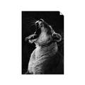 Picture of Yawning lion _GroupedProduct_Rectangle_Portrait_Photography _GroupedProduct_Rectangle_Portrait_Unframed_Print_Only_