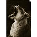 Picture of Yawning lion _GroupedProduct_Rectangle_Portrait_Photography _GroupedProduct_Rectangle_Portrait_Unframed_Print_Only_