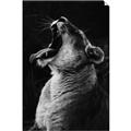 Picture of Yawning lion _GroupedProduct_Rectangle_Portrait_Photography _GroupedProduct_Rectangle_Portrait_Unframed_Print_Only_
