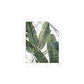 Picture of Banana Plant _GroupedProduct_Rectangle_Portrait_Photography _GroupedProduct_Rectangle_Portrait_Unframed_Print_Only_