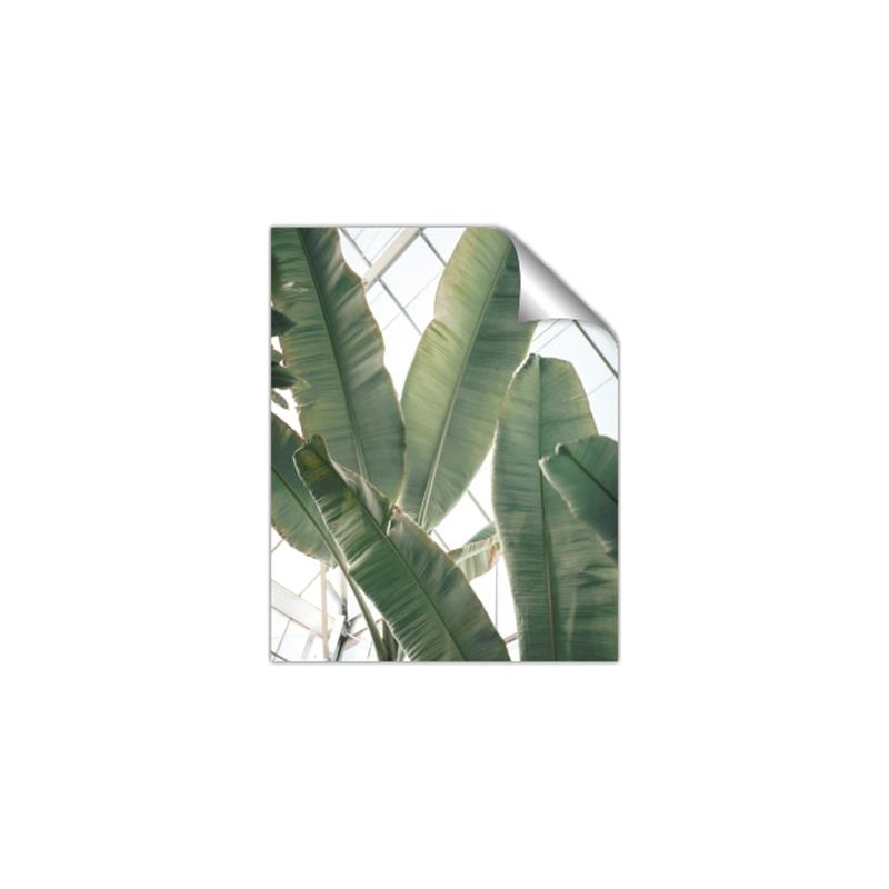 Picture of Banana Plant _GroupedProduct_Rectangle_Portrait_Photography _GroupedProduct_Rectangle_Portrait_Unframed_Print_Only_