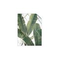 Picture of Banana Plant _GroupedProduct_Rectangle_Portrait_Photography _GroupedProduct_Rectangle_Portrait_Unframed_Print_Only_