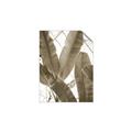 Picture of Banana Plant _GroupedProduct_Rectangle_Portrait_Photography _GroupedProduct_Rectangle_Portrait_Unframed_Print_Only_