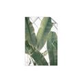 Picture of Banana Plant _GroupedProduct_Rectangle_Portrait_Photography _GroupedProduct_Rectangle_Portrait_Unframed_Print_Only_