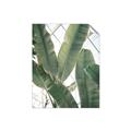 Picture of Banana Plant _GroupedProduct_Rectangle_Portrait_Photography _GroupedProduct_Rectangle_Portrait_Unframed_Print_Only_