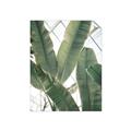 Picture of Banana Plant _GroupedProduct_Rectangle_Portrait_Photography _GroupedProduct_Rectangle_Portrait_Unframed_Print_Only_