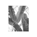 Picture of Banana Plant _GroupedProduct_Rectangle_Portrait_Photography _GroupedProduct_Rectangle_Portrait_Unframed_Print_Only_