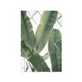 Picture of Banana Plant _GroupedProduct_Rectangle_Portrait_Photography _GroupedProduct_Rectangle_Portrait_Unframed_Print_Only_