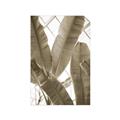 Picture of Banana Plant _GroupedProduct_Rectangle_Portrait_Photography _GroupedProduct_Rectangle_Portrait_Unframed_Print_Only_
