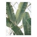 Picture of Banana Plant _GroupedProduct_Rectangle_Portrait_Photography _GroupedProduct_Rectangle_Portrait_Unframed_Print_Only_