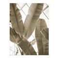 Picture of Banana Plant _GroupedProduct_Rectangle_Portrait_Photography _GroupedProduct_Rectangle_Portrait_Unframed_Print_Only_