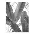 Picture of Banana Plant _GroupedProduct_Rectangle_Portrait_Photography _GroupedProduct_Rectangle_Portrait_Unframed_Print_Only_