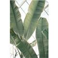 Picture of Banana Plant _GroupedProduct_Rectangle_Portrait_Photography _GroupedProduct_Rectangle_Portrait_Unframed_Print_Only_