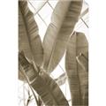 Picture of Banana Plant _GroupedProduct_Rectangle_Portrait_Photography _GroupedProduct_Rectangle_Portrait_Unframed_Print_Only_