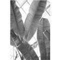 Picture of Banana Plant _GroupedProduct_Rectangle_Portrait_Photography _GroupedProduct_Rectangle_Portrait_Unframed_Print_Only_