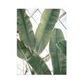 Picture of Banana Plant _GroupedProduct_Rectangle_Portrait_Photography _GroupedProduct_Rectangle_Portrait_Unframed_Print_Only_