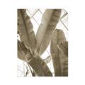 Picture of Banana Plant _GroupedProduct_Rectangle_Portrait_Photography _GroupedProduct_Rectangle_Portrait_Unframed_Print_Only_