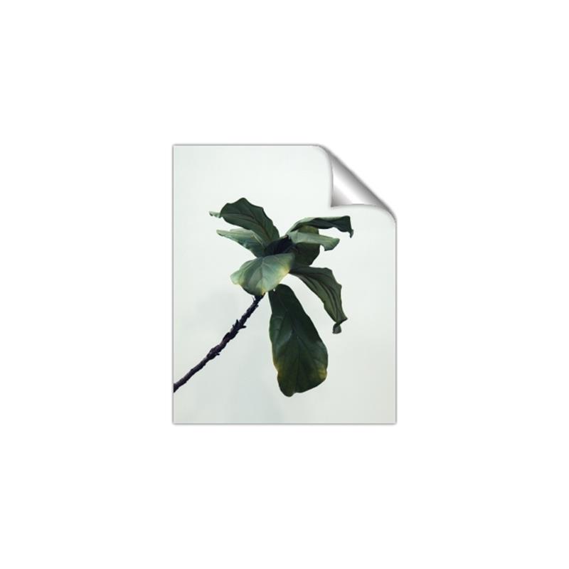 Picture of Green Sprout white _GroupedProduct_Rectangle_Portrait_Photography _GroupedProduct_Rectangle_Portrait_Unframed_Print_Only_