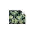 Picture of Chinese Evergreen  _GroupedProduct_Rectangle_Landscape_Photography _GroupedProduct_Rectangle_Landscape_Unframed_Print_Only_