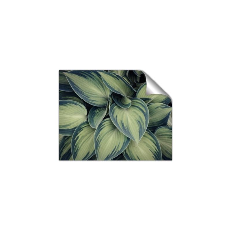 Picture of Chinese Evergreen  _GroupedProduct_Rectangle_Landscape_Photography _GroupedProduct_Rectangle_Landscape_Unframed_Print_Only_
