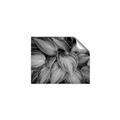 Picture of Chinese Evergreen  _GroupedProduct_Rectangle_Landscape_Photography _GroupedProduct_Rectangle_Landscape_Unframed_Print_Only_