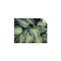 Picture of Chinese Evergreen  _GroupedProduct_Rectangle_Landscape_Photography _GroupedProduct_Rectangle_Landscape_Unframed_Print_Only_