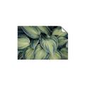 Picture of Chinese Evergreen  _GroupedProduct_Rectangle_Landscape_Photography _GroupedProduct_Rectangle_Landscape_Unframed_Print_Only_