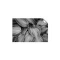 Picture of Chinese Evergreen  _GroupedProduct_Rectangle_Landscape_Photography _GroupedProduct_Rectangle_Landscape_Unframed_Print_Only_