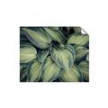 Picture of Chinese Evergreen  _GroupedProduct_Rectangle_Landscape_Photography _GroupedProduct_Rectangle_Landscape_Unframed_Print_Only_