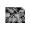Picture of Chinese Evergreen  _GroupedProduct_Rectangle_Landscape_Photography _GroupedProduct_Rectangle_Landscape_Unframed_Print_Only_
