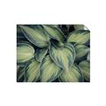 Picture of Chinese Evergreen  _GroupedProduct_Rectangle_Landscape_Photography _GroupedProduct_Rectangle_Landscape_Unframed_Print_Only_