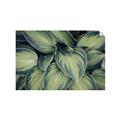 Picture of Chinese Evergreen  _GroupedProduct_Rectangle_Landscape_Photography _GroupedProduct_Rectangle_Landscape_Unframed_Print_Only_